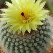 5 mga dahilan kung bakit hindi mo mapapanatili ang cacti sa apartment