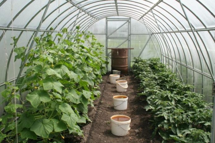 Lumalagong mga pipino at kamatis sa isang greenhouse