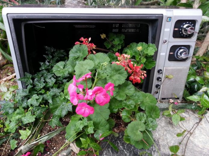 May bulaklak sa tv