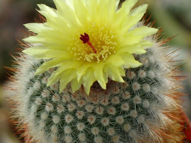 5 mga dahilan kung bakit hindi mo mapapanatili ang cacti sa apartment