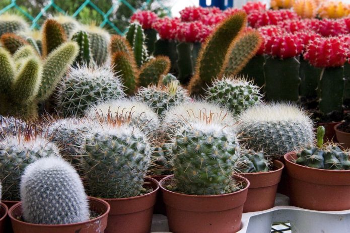 Cacti sa kaldero