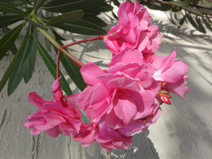 Oleander