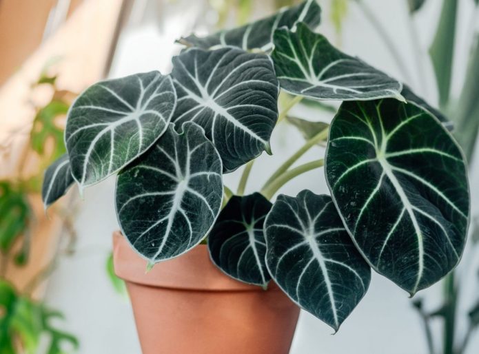 Alocasia