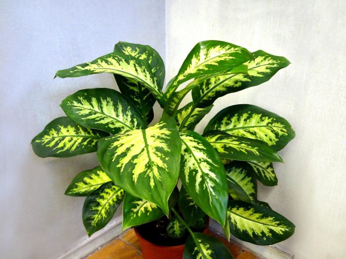 Dieffenbachia