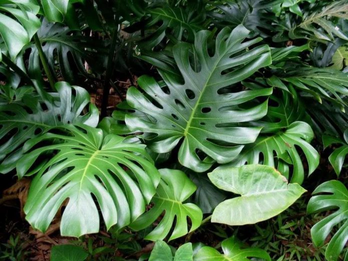 Monstera