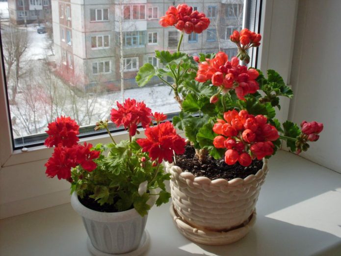 Geranium