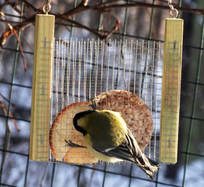 DIY bird feeder