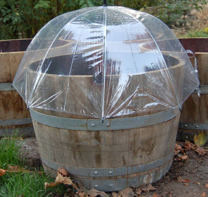 Barrel at payong mini-greenhouse