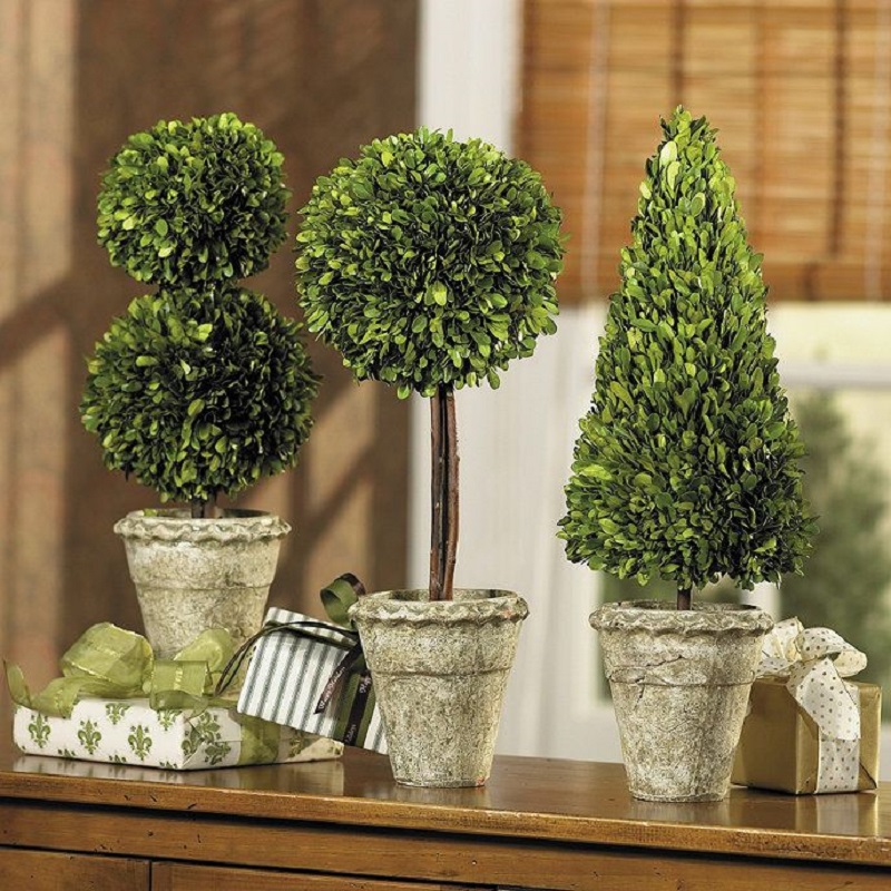 boxwood